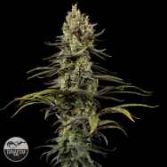 Dinafem Seeds Early Amnesia CBD